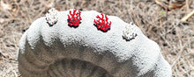 Load image into Gallery viewer, Coral Reef Stud©